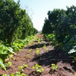 Sítio Pinheiro, na região de Brazlândia, no DF. A produção de alimentos orgânicos no sistema de agroflorestas vem ganhando destaque entre produtores rurais (Antonio Cruz/Agência Brasil)