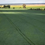 Colheita de soja, grãos de soja