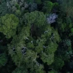 Floresta amazônica vista de cima.