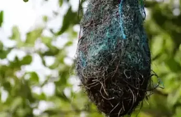 Pará 25/03/2025 - Aves fazem ninhos azuis com resíduos plásticos no Pará. Foto: Rádio EBC
