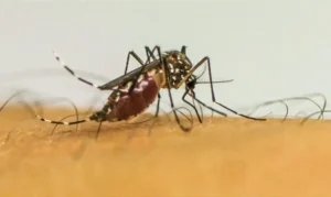 Mosquitos ampliam risco de doenças e se tornam desafio crescente na Europa