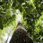 Países da OTCA defendem fundo florestal com recursos para indígenas