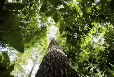 Países da OTCA defendem fundo florestal com recursos para indígenas