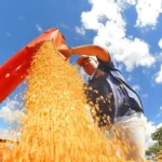 Campo Grande (MS), 23/10/2024 - Colheita de soja e agronegócio. Foto: Prefeitura de Campo Grande/Divulgação