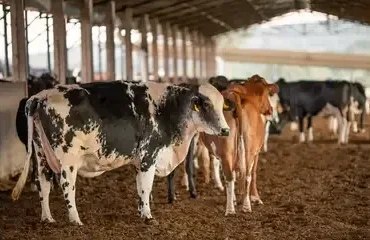 Pinguins são encontrados mortos no litoral de São Paulo