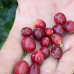 São Paulo - 17/07/2025 Festival do Vale do Café. Foto: Cristina Indio do Brasil