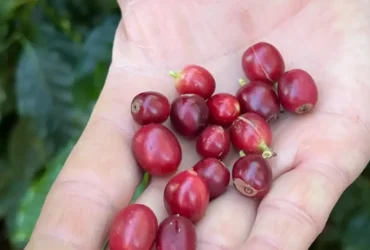 São Paulo - 17/07/2025 Festival do Vale do Café. Foto: Cristina Indio do Brasil