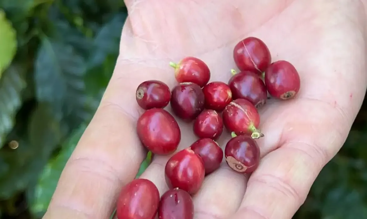 São Paulo - 17/07/2025 Festival do Vale do Café. Foto: Cristina Indio do Brasil