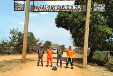 Bombeiros e Sema devolvem macaco-prego ao Pantanal após resgate bem-sucedido