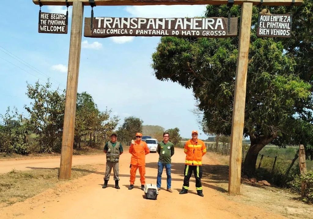 Bombeiros e Sema devolvem macaco-prego ao Pantanal após resgate bem-sucedido