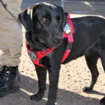 Cão farejador ajuda bombeiros a localizar corpo em área de mata em Várzea Grande