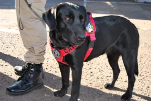 Cão farejador ajuda bombeiros a localizar corpo em área de mata em Várzea Grande