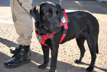 Cão farejador ajuda bombeiros a localizar corpo em área de mata em Várzea Grande