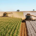 Colhendo algodao e milho