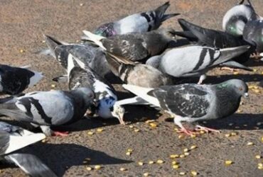 Com alta no numero de pombos Sorriso reforca servicos de poda de arvores -CenárioMT