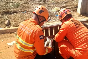Resgate de cadela e filhotes em área de risco mobiliza bombeiros em Alto Araguaia
