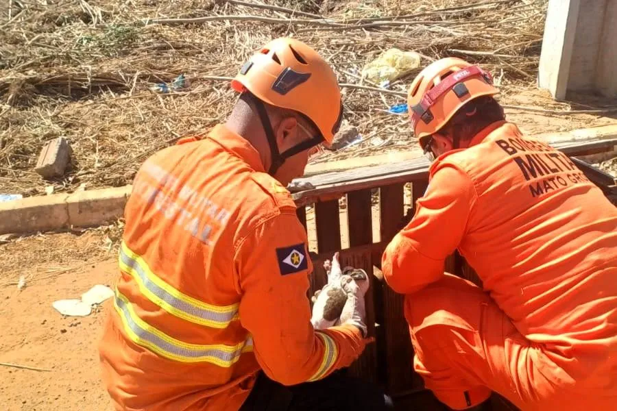 Resgate de cadela e filhotes em área de risco mobiliza bombeiros em Alto Araguaia