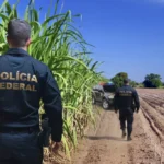 Federal cana de acucar