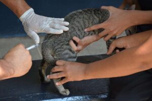 Mais de 2 mil animais já foram vacinados contra raiva em Várzea Grande