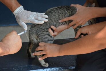 Mais de 2 mil animais ja foram vacinados contra raiva em Varzea Grande -CenárioMT