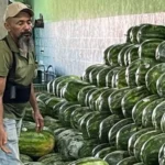 Melancia e coco verde lideram custo-benefício no atacado em Mato Grosso