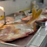 Pesquisadores de Mato Grosso testam hipoclorito para eliminar Salmonella em peixes nativos