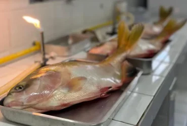 Pesquisadores de Mato Grosso testam hipoclorito para eliminar Salmonella em peixes nativos