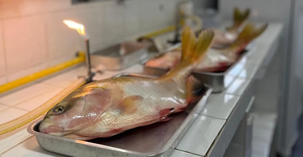 Pesquisadores de Mato Grosso testam hipoclorito para eliminar Salmonella em peixes nativos