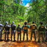 Polícia Civil apreende carga milionária de madeira ilegal em Mato Grosso