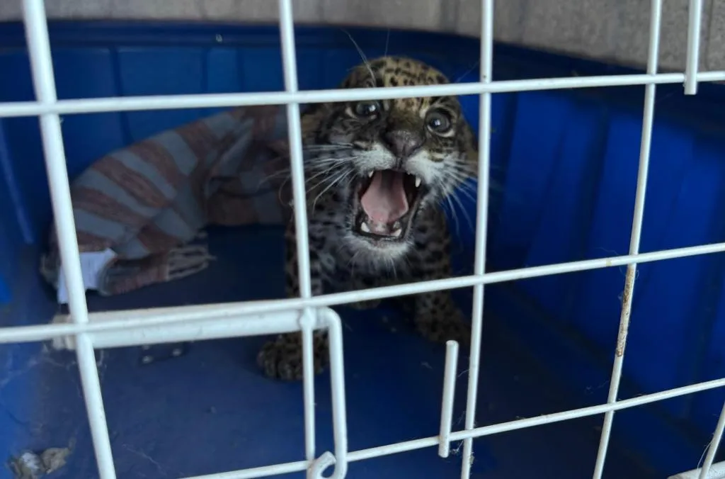 Polícia Civil resgata filhote de onça-pintada debilitado em Barra do Garças