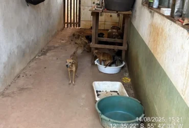 Polícia resgata 25 animais em abandono em Sorriso