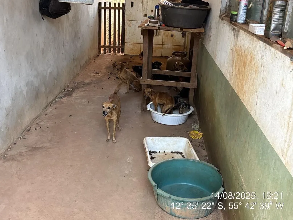 Polícia resgata 25 animais em abandono em Sorriso