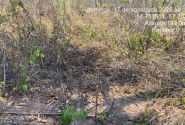 Polícia Militar prende cinco homens por desmatamento ilegal em Tangará da Serra