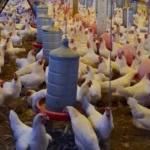 Avicultura impulsiona agricultura familiar em Mato Grosso com exemplo de Cáceres