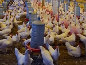 Avicultura impulsiona agricultura familiar em Mato Grosso com exemplo de Cáceres