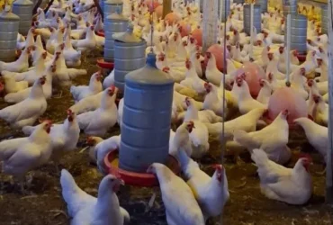 Avicultura impulsiona agricultura familiar em Mato Grosso com exemplo de Cáceres