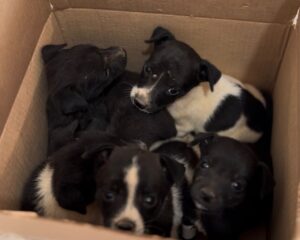 Sinop: seis filhotes de cachorro abandonados em estrada são resgatados e ganham lar temporário; conheça o projeto de voluntariado da APAMS