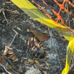 Trabalhadores localizaram parte da ossada aos fundos do bairro Belvedere 2; perícia aponta que crânio apresenta marcas de fogo e será enviado ao IML para identificação.