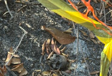 Trabalhadores localizaram parte da ossada aos fundos do bairro Belvedere 2; perícia aponta que crânio apresenta marcas de fogo e será enviado ao IML para identificação.