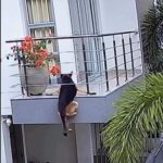 O momento de susto terminou em alívio e rendeu milhares de compartilhamentos nas redes sociais, mostrando como o instinto protetor dos tutores faz toda a diferença.