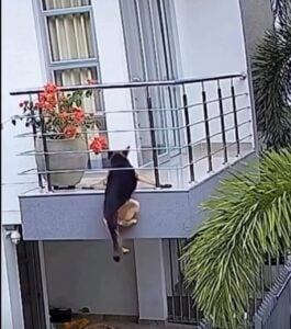 O momento de susto terminou em alívio e rendeu milhares de compartilhamentos nas redes sociais, mostrando como o instinto protetor dos tutores faz toda a diferença.