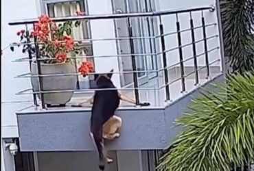 O momento de susto terminou em alívio e rendeu milhares de compartilhamentos nas redes sociais, mostrando como o instinto protetor dos tutores faz toda a diferença.