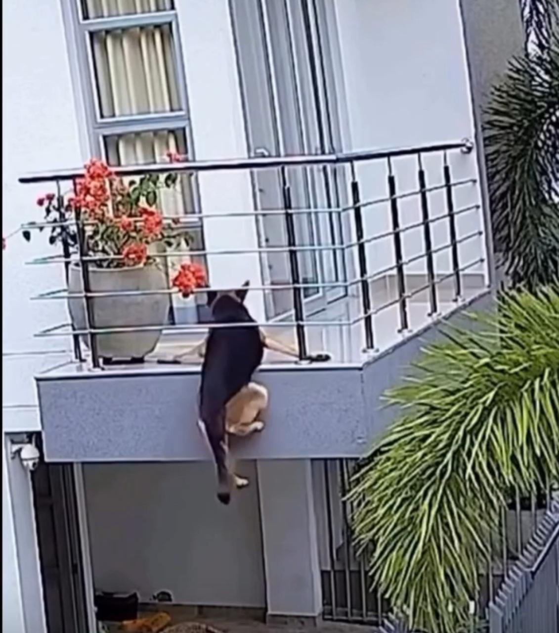 O momento de susto terminou em alívio e rendeu milhares de compartilhamentos nas redes sociais, mostrando como o instinto protetor dos tutores faz toda a diferença.