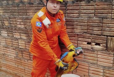 Ave foi capturada pelo Corpo de Bombeiros no bairro Jardim das Palmeiras e encaminhada ao CETAS para reabilitação.