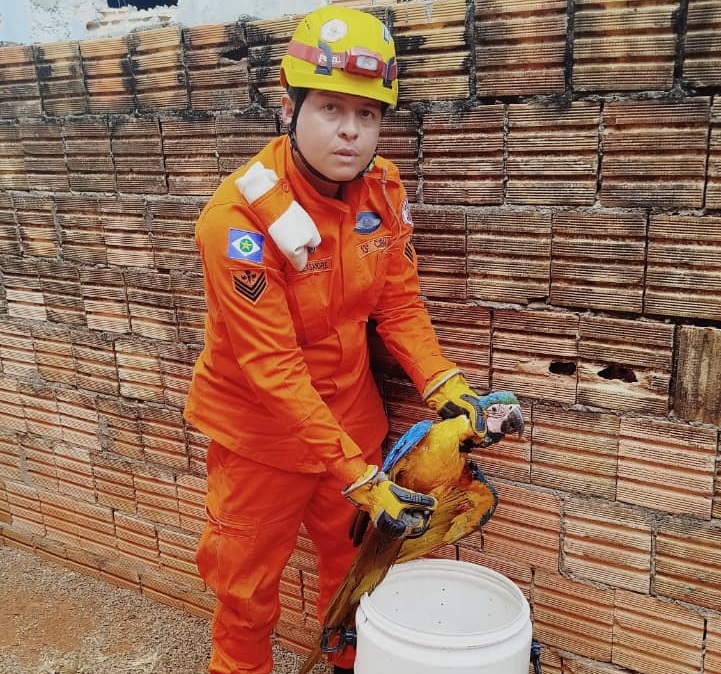 Ave foi capturada pelo Corpo de Bombeiros no bairro Jardim das Palmeiras e encaminhada ao CETAS para reabilitação.