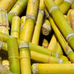 Abertura de mercado para exportação de mudas de cana-de-açúcar do Brasil para a Guatemala