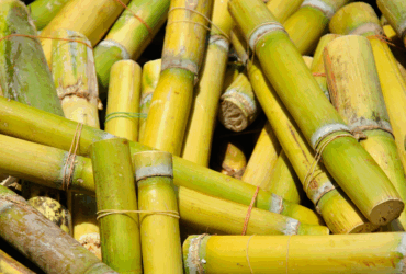 Abertura de mercado para exportação de mudas de cana-de-açúcar do Brasil para a Guatemala