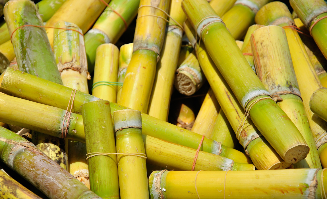 Abertura de mercado para exportação de mudas de cana-de-açúcar do Brasil para a Guatemala