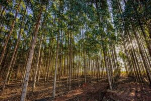 Mercado de florestas plantadas pauta a programação do Florestar 2025