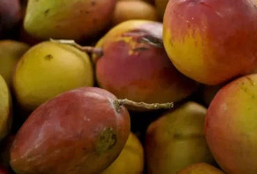 Abrafrutas apoia pacote de crédito e alerta para impacto em pequenos produtores